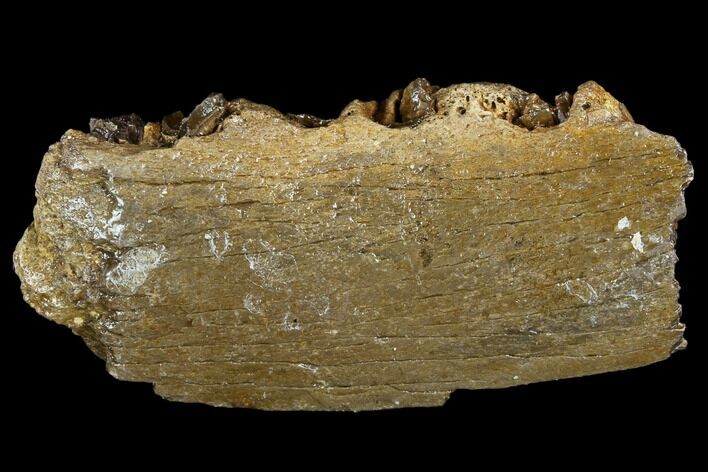 Bargain, Irish Elk Jaw Section - Pleistocene, Germany #123485